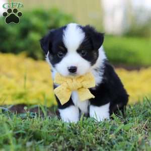 Elliot, Toy Australian Shepherd Puppy